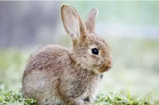 兔子靠什么传递信息