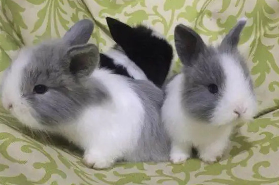 兔子有多少种品种