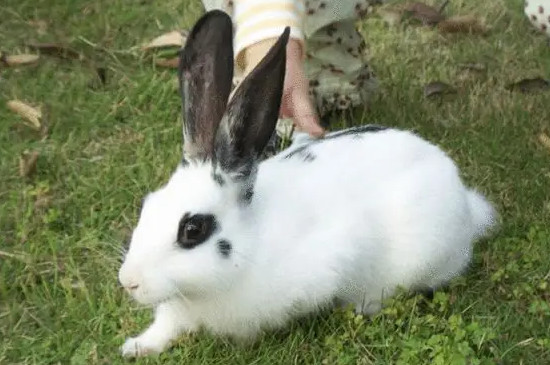 兔子有多少种品种