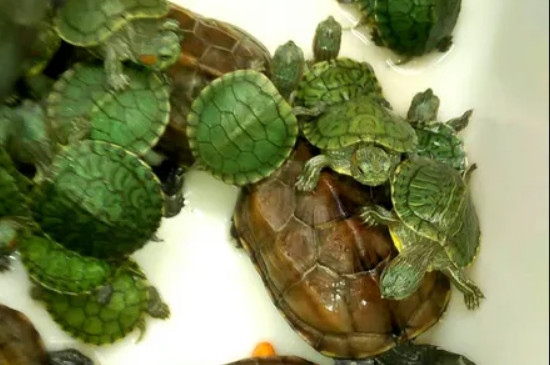 乌龟脱水多久会死亡