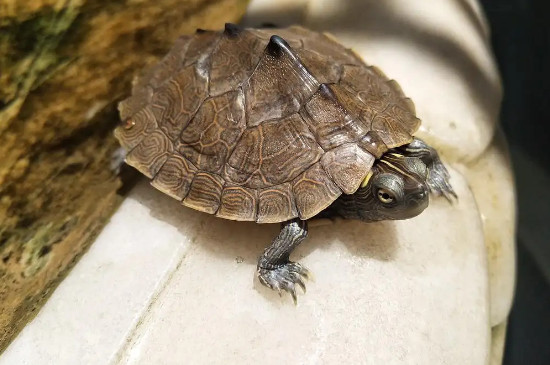 乌龟脱水多久会死亡