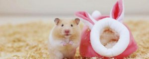 两个仓鼠在一起会打架死吗