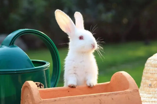 套圈的小兔子能养活吗