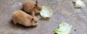 兔子能吃花生壳吗