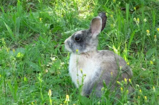 兔子能吃花生壳吗