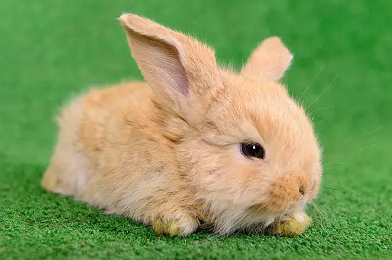 兔子可以吃黄瓜吗