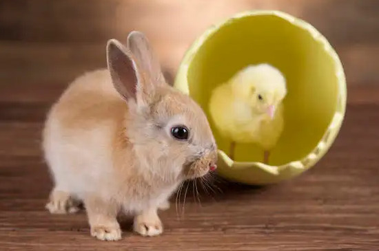 兔子和鸡能一起养吗