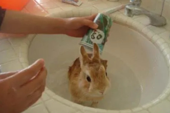 如何给兔子洗澡