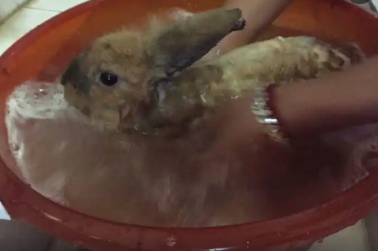 如何给兔子洗澡