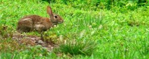 套圈套的兔子能养活吗