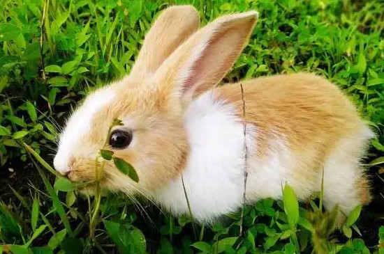 套圈套的兔子能养活吗