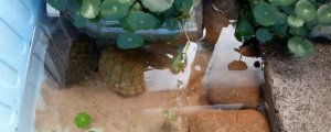 养小乌龟放多少水正确