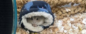 仓鼠吃了一点点巧克力会死吗