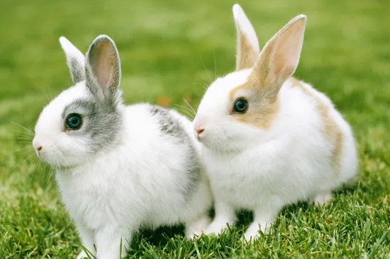 兔子发出哼哼的声音是什么意思