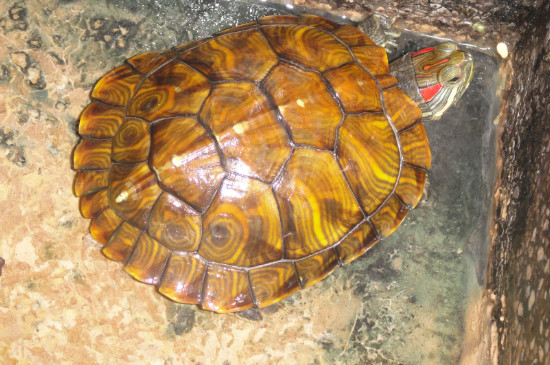 乌龟四脚伸直是死亡了吗