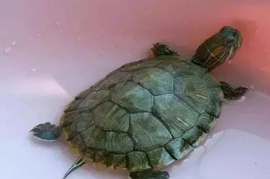 乌龟四脚伸直是死亡了吗