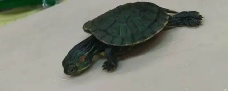 乌龟四脚伸直是死亡了吗