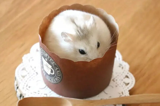 仓鼠吃了熟米饭会死吗