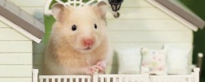仓鼠吃了熟米饭会死吗