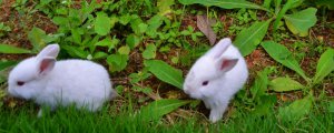 兔子能吃香菜吗