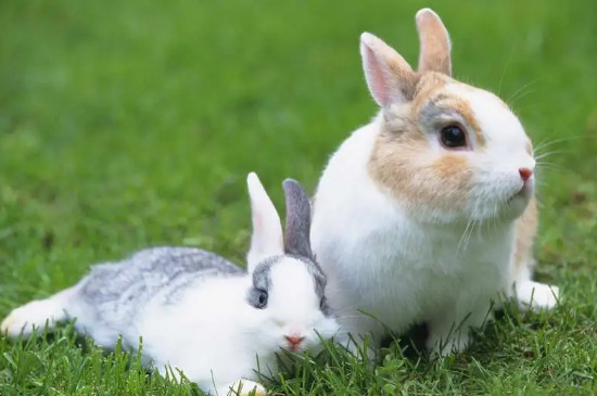 兔子能吃香菜吗