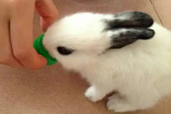 兔子怎么喂水