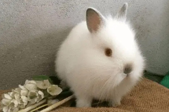 兔子吃甘蔗渣会死吗