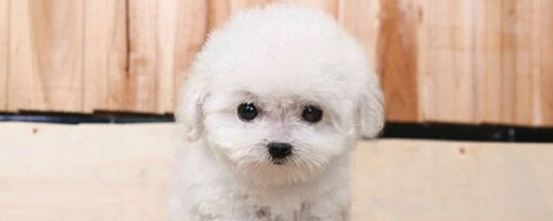 茶杯犬寿命一般能活多少年