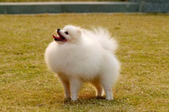 茶杯犬寿命一般能活多少年