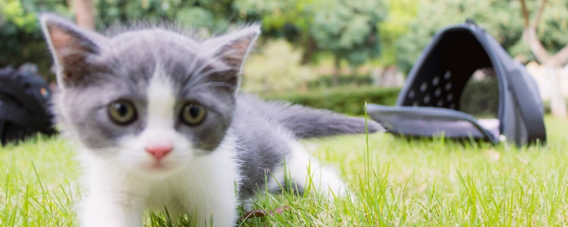 猫咪死后主人哭他知道吗