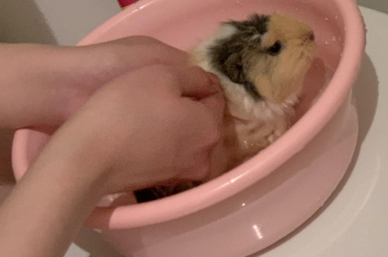 豚鼠可以洗澡吗