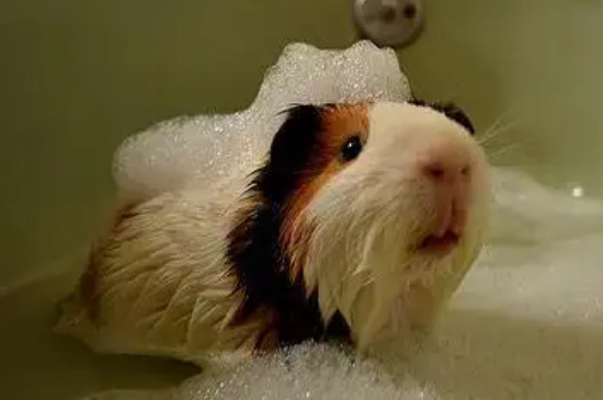 豚鼠可以洗澡吗