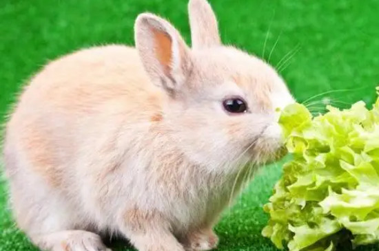 兔子不能吃的水果和蔬菜