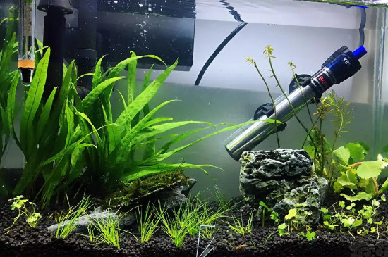 小鱼缸中该不该养水草