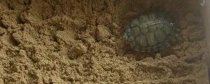 乌龟冬眠后多久吃东西