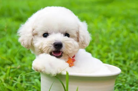 茶杯犬是什么品种的狗?
