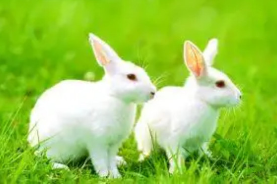 怎么分辨兔子的公母