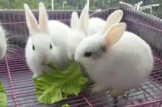 兔子喂食量和时间