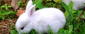 怎么分辨兔子的公母