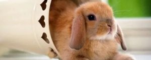 兔子尿钙怎么办