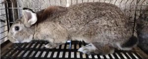 兔子怎样防止在窝里大小便