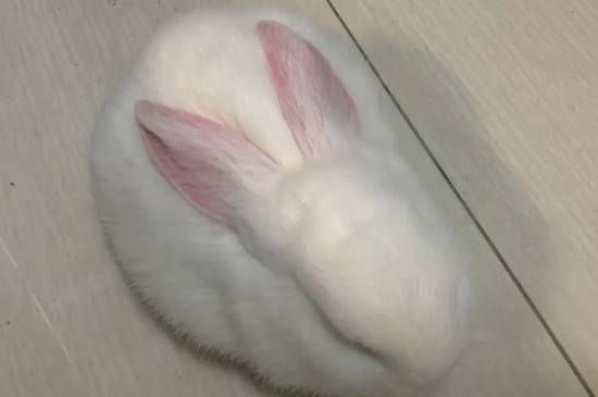 兔子睡着了是什么样子