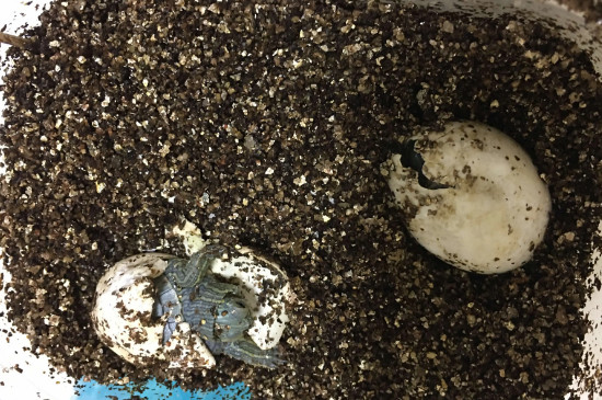 乌龟蛋怎么孵化小乌龟