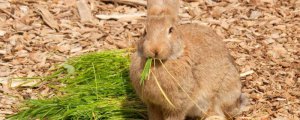 兔子可以吃麦苗吗