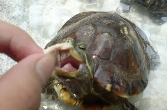 乌龟吃了几个虾就死掉了啊