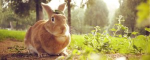 兔子养一年后放生能活下去吗