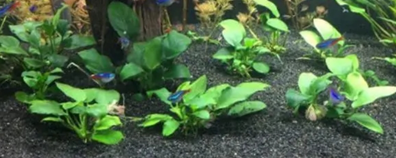 鱼缸养水草的正确方法