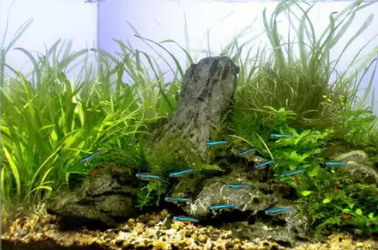 鱼缸养水草的正确方法