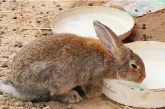 兔子不喝水会死吗