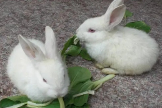 兔子冬天吃什么食物